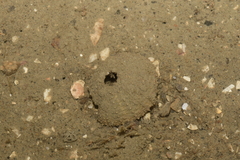 Temnopleurus toreumaticus