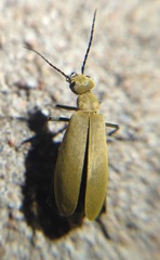 Epicauta immaculata