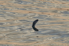 Natrix tessellata