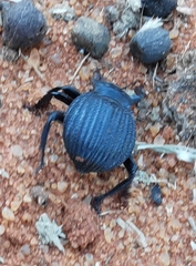 Gonopus