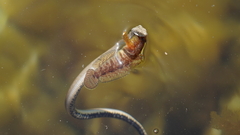 Natrix tessellata