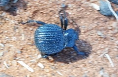 Gonopus