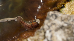 Natrix tessellata