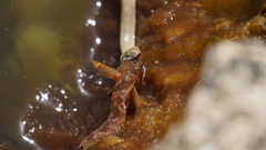 Natrix tessellata
