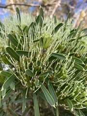 Hakea corymbosa