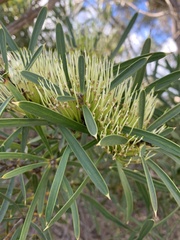 Hakea corymbosa