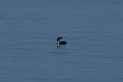 Phalacrocorax carbo