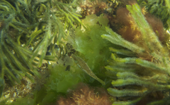 Meuschenia hippocrepis