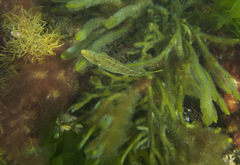 Meuschenia hippocrepis