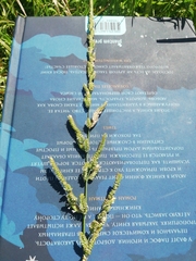 Beckmannia eruciformis