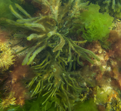 Meuschenia hippocrepis