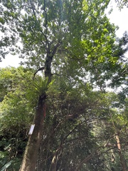 Ehretia longiflora