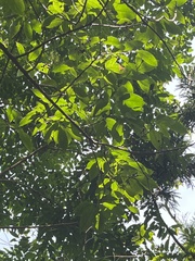 Ehretia longiflora