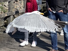 Larus argentatus