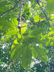 Ehretia longiflora