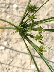Cyperus grayi