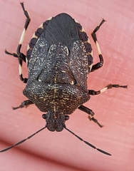 Rhacognathus punctatus