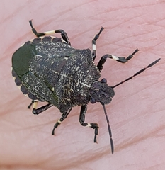 Rhacognathus punctatus