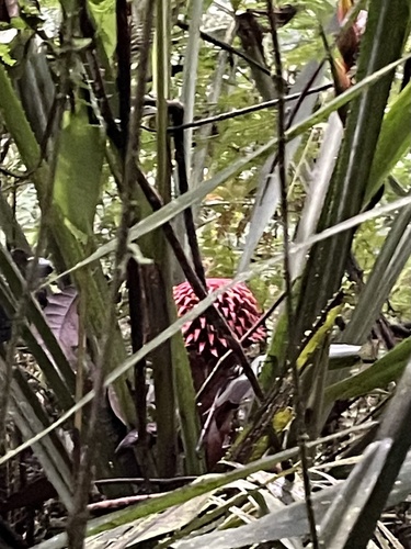 Aechmea strobilacea