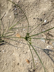 Cyperus grayi