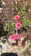 Sempervivum arachnoideum