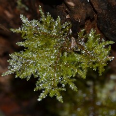 Homaliodendron flabellatum