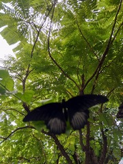 Papilio rumanzovia