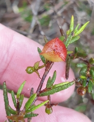 Dodonaea hexandra