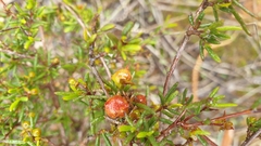 Dodonaea hexandra