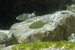 Caranx sexfasciatus