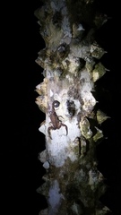 Centruroides limbatus