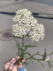 Achillea millefolium