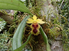 Gastrochilus retrocallus