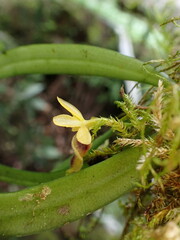 Gastrochilus retrocallus
