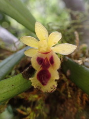Gastrochilus retrocallus