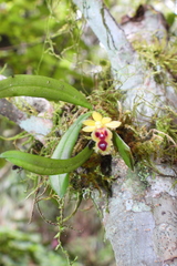 Gastrochilus retrocallus