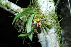Gastrochilus retrocallus