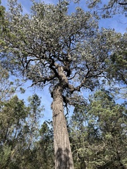 Eucalyptus melanophloia