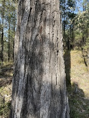 Eucalyptus melanophloia