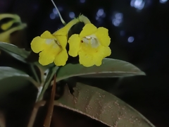 Codonoboea malayana