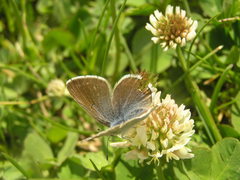 Icaricia saepiolus
