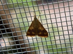 Pyrausta phoenicealis