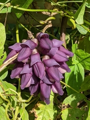 Mucuna membranacea