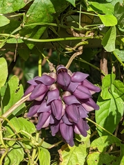 Mucuna membranacea