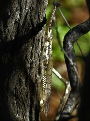 Macrolobalia ocellata