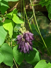 Mucuna membranacea
