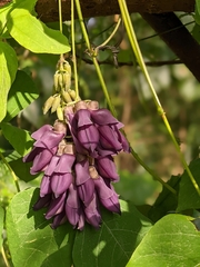 Mucuna membranacea