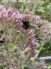 Bombus