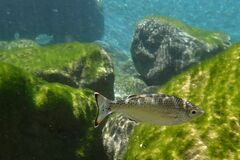 Kuhlia marginata