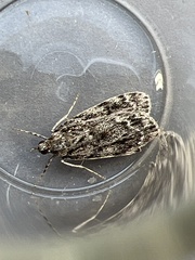 Eudonia truncicolella